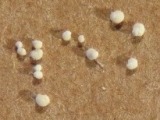 Foraminifera